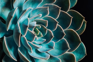 Echeveria blue prince- suculenta