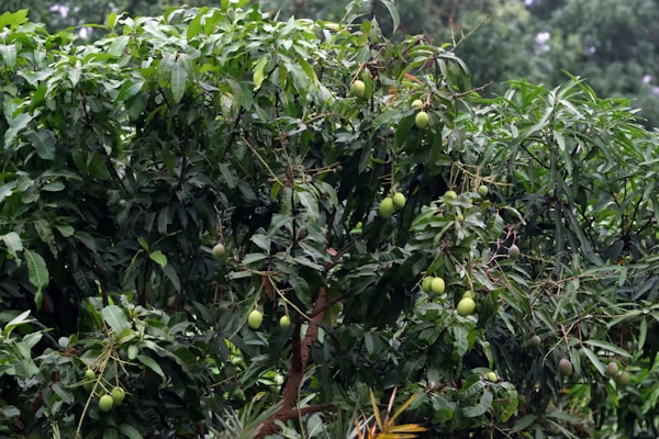 A tree with green leaves