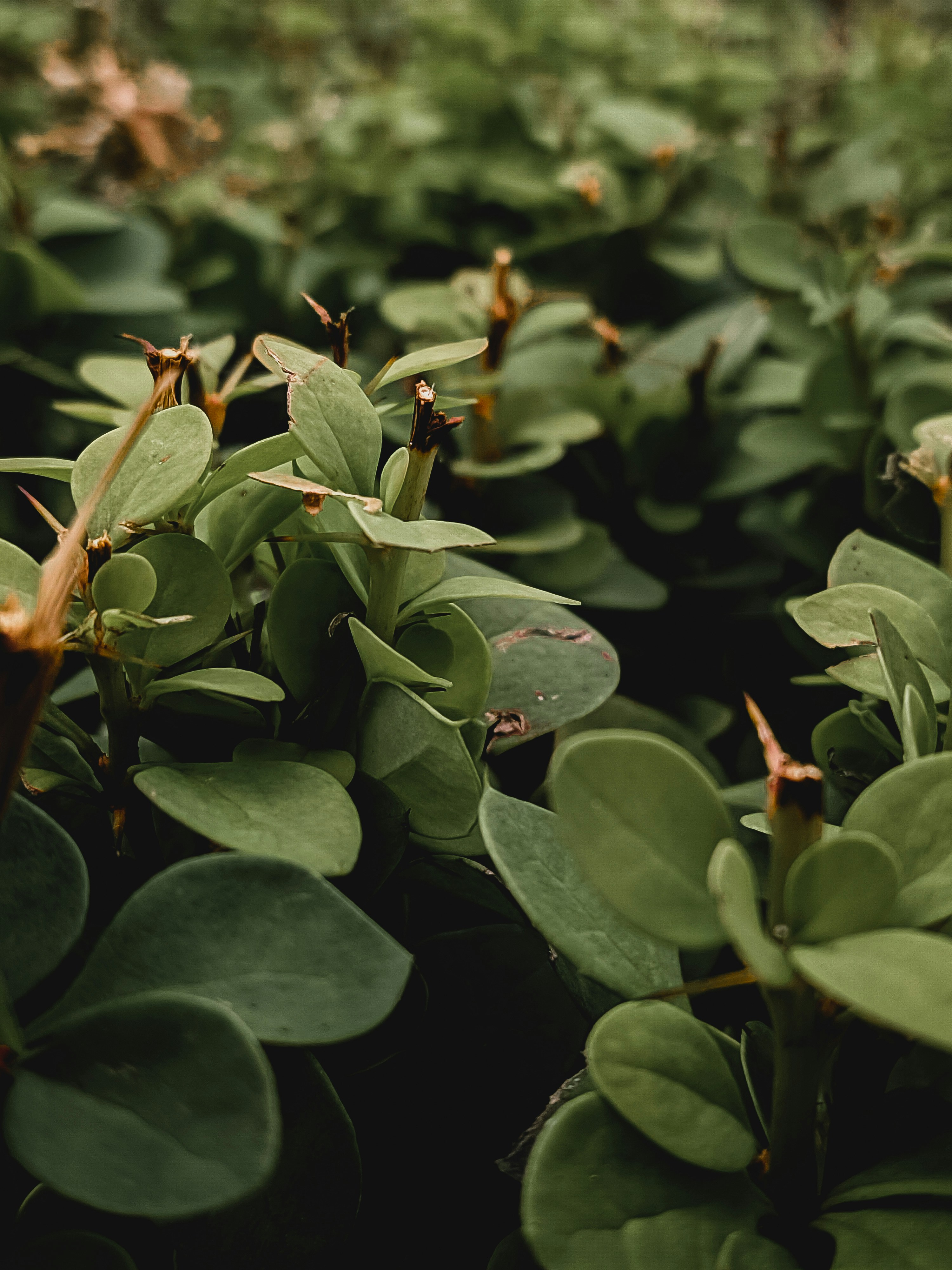Kuldīga – Natural Environment & Landscapes