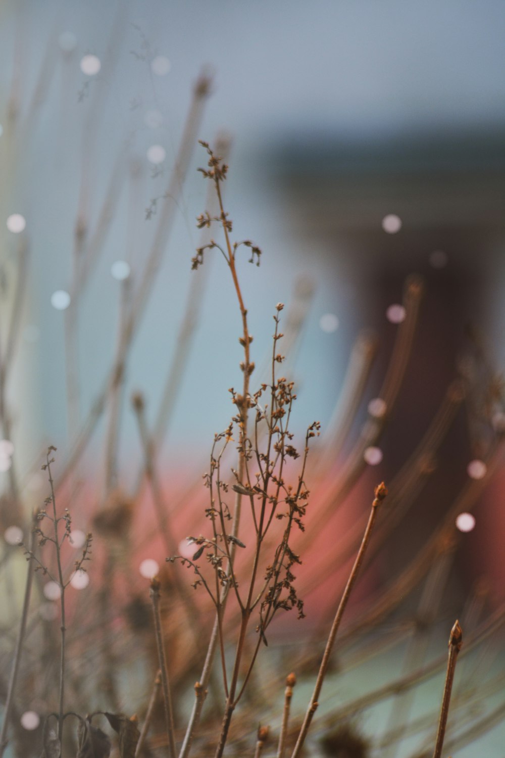 close up of a plant