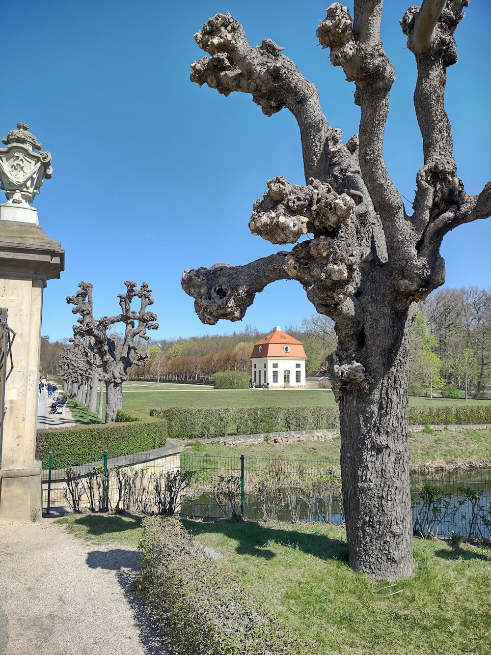 a tree with a building in the background