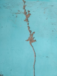 a close-up of a lizard