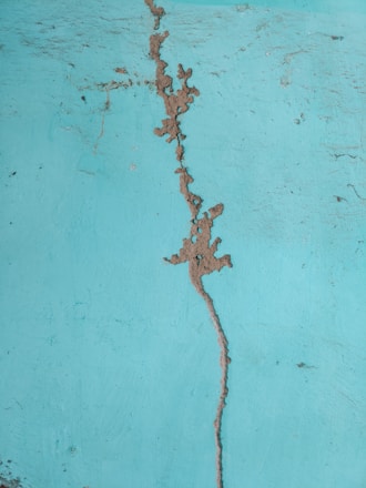 a close-up of a lizard