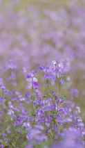 A peaceful nature scene with soft violet flowers under a calm sky.