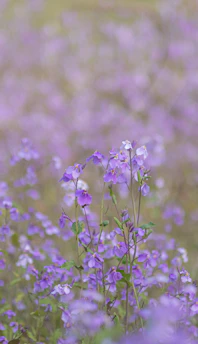 A peaceful nature scene with soft violet flowers under a calm sky.