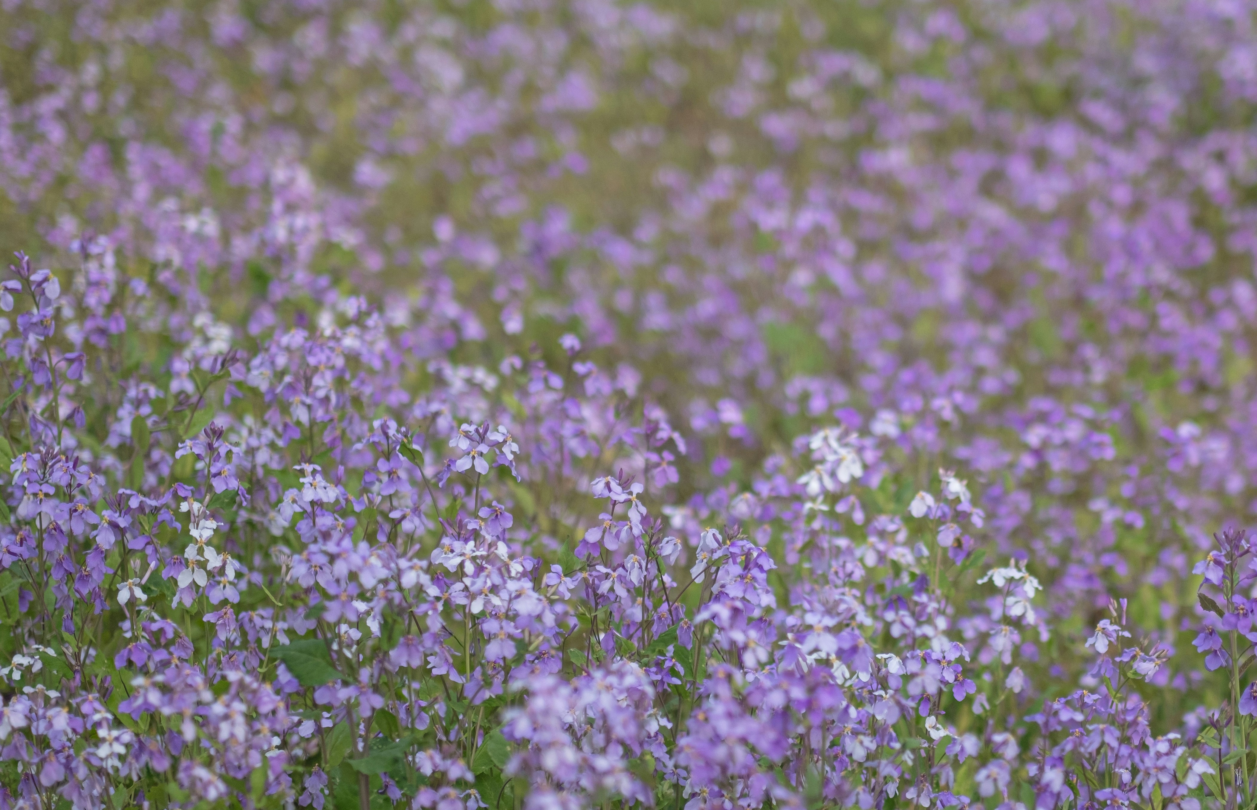 Photo by xiaomie99999