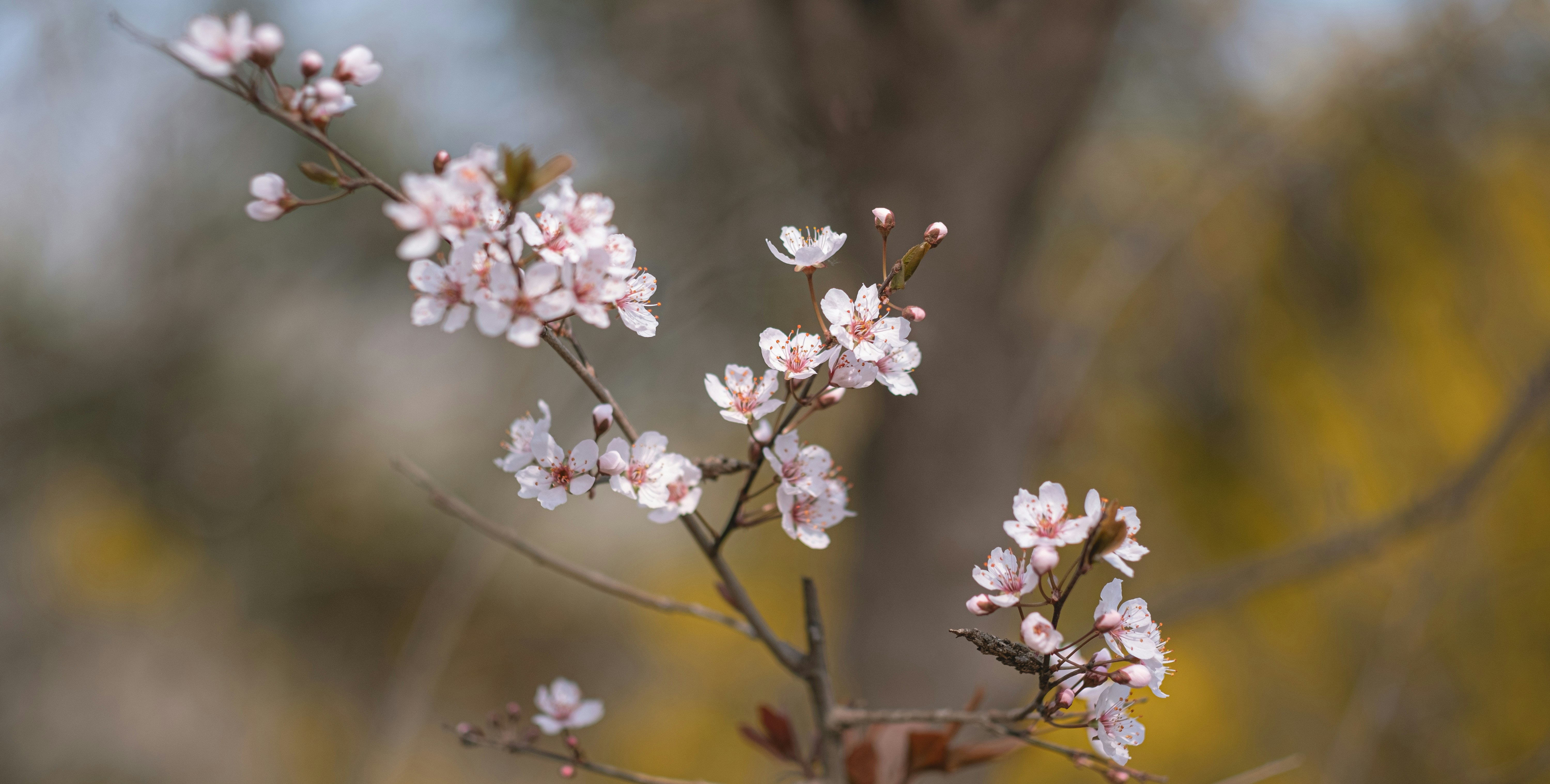 Photo by xiaomie99999