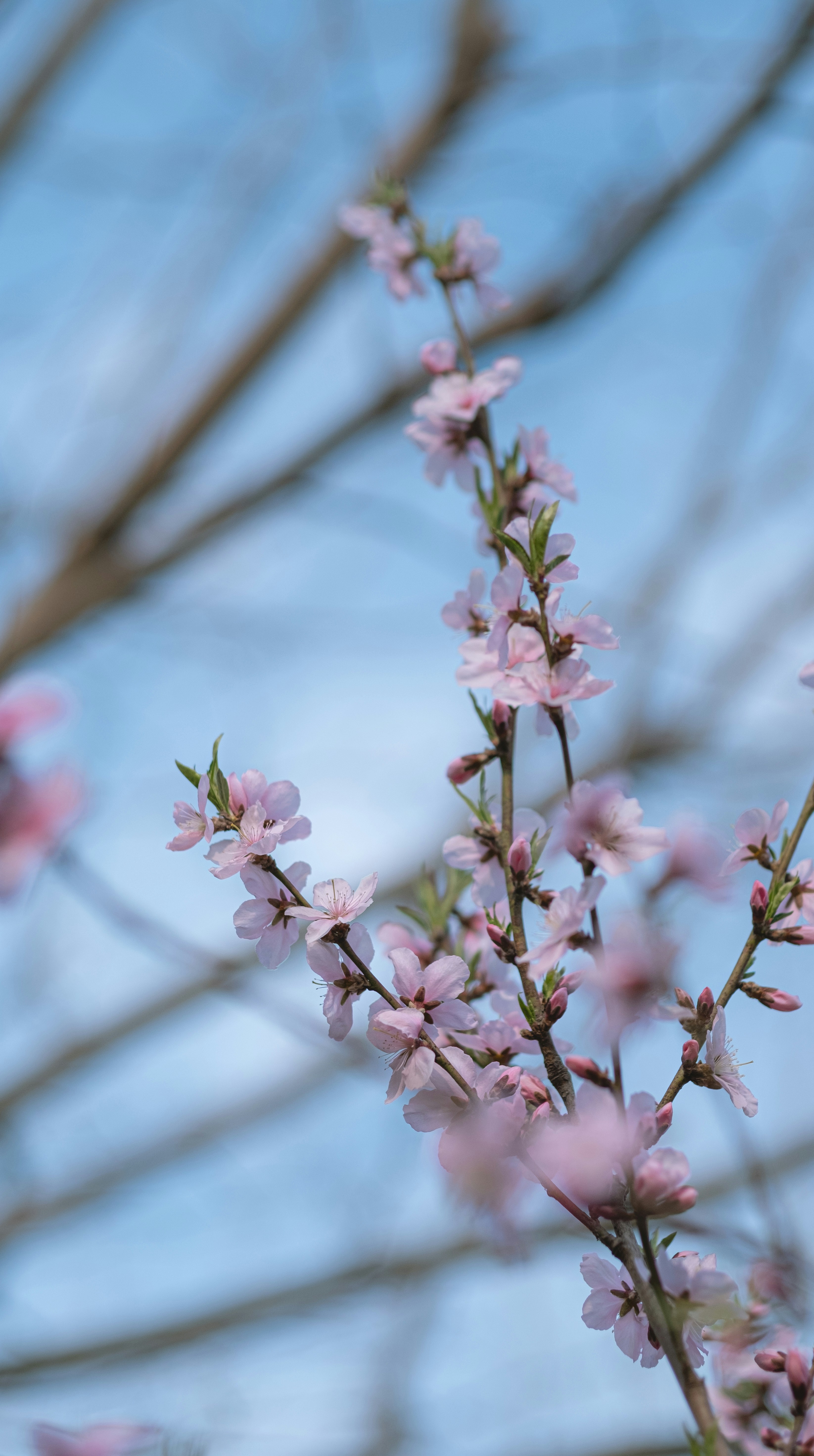 Photo by xiaomie99999