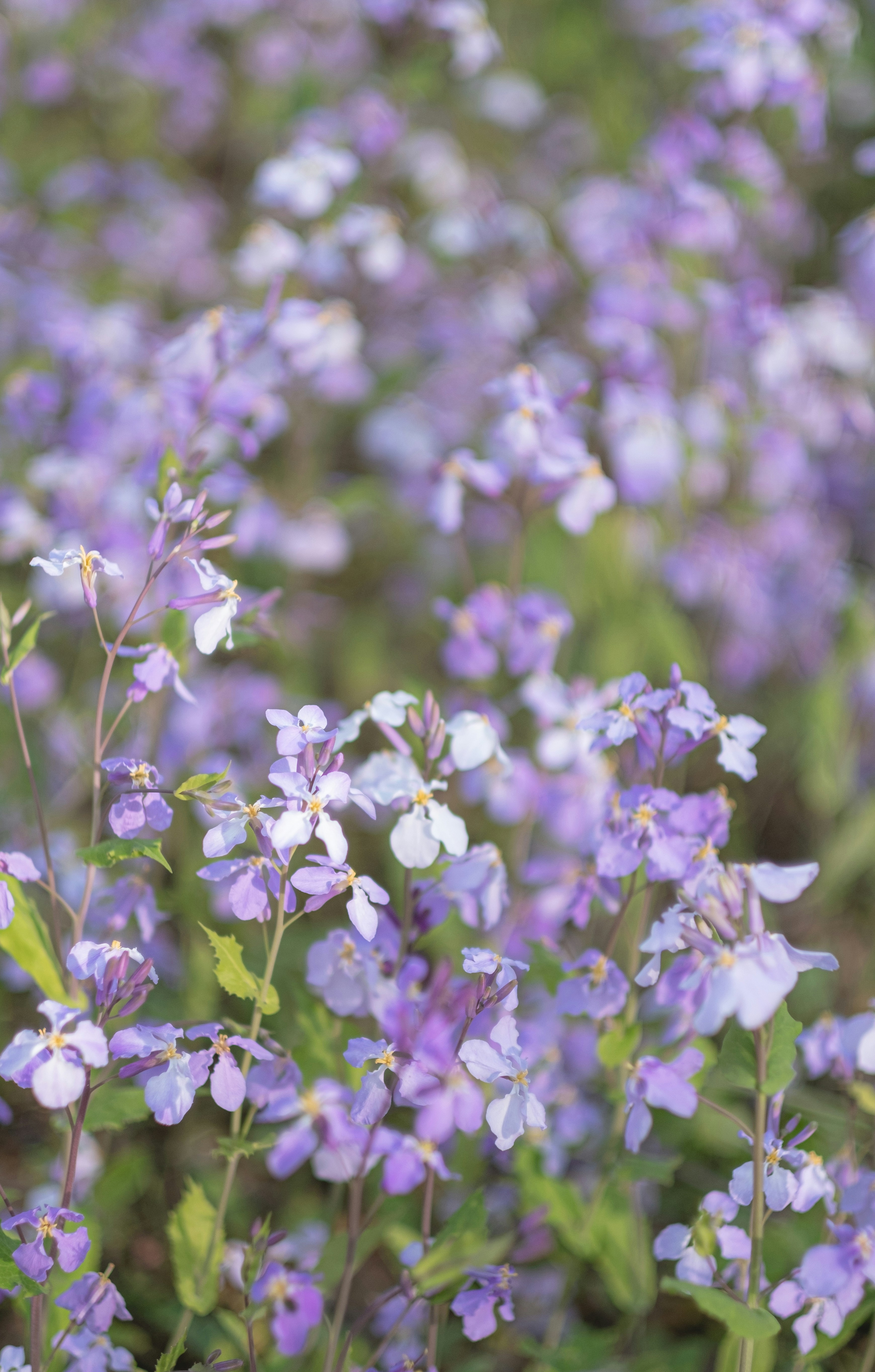 Photo by xiaomie99999