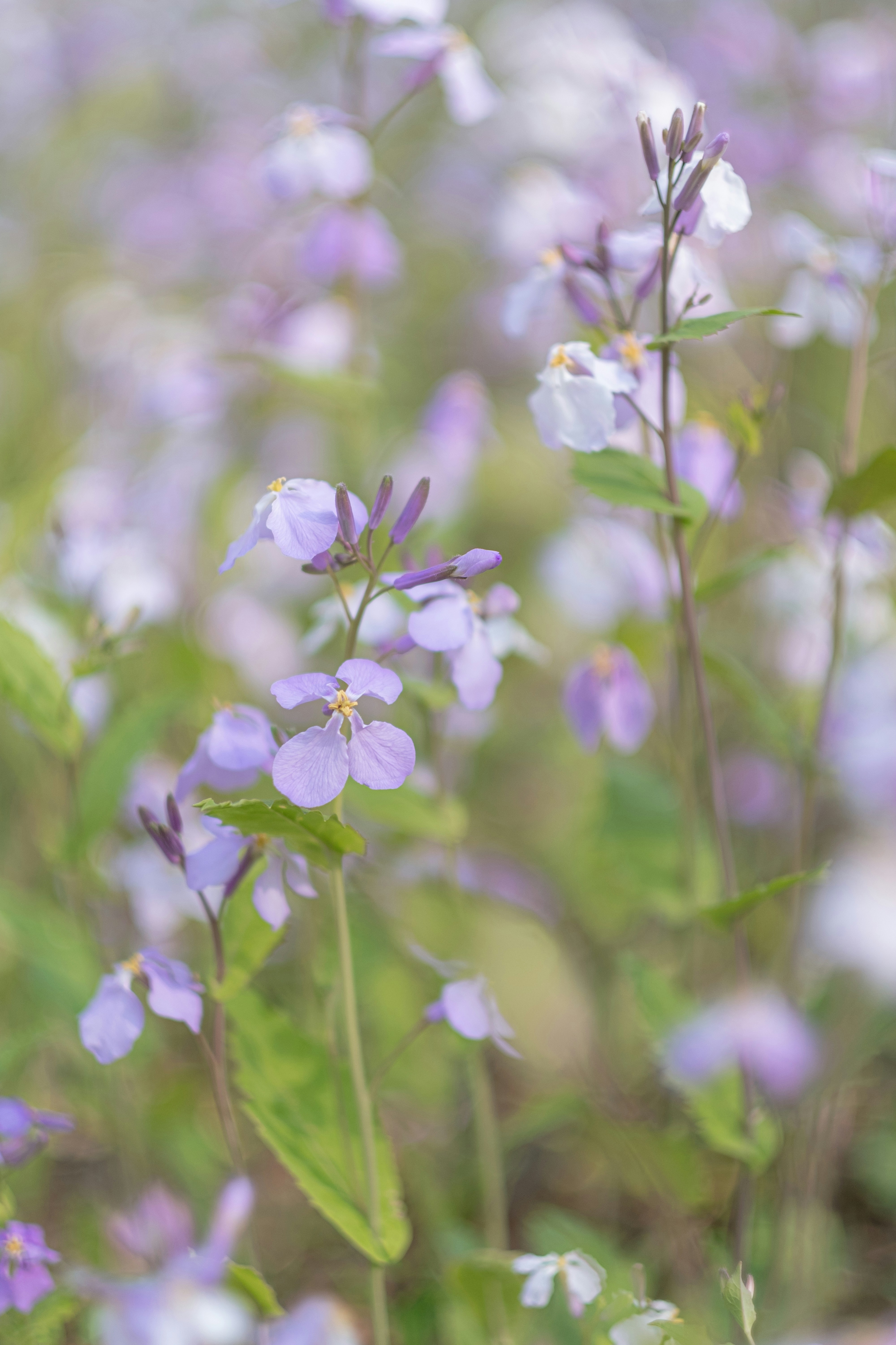 Photo by xiaomie99999