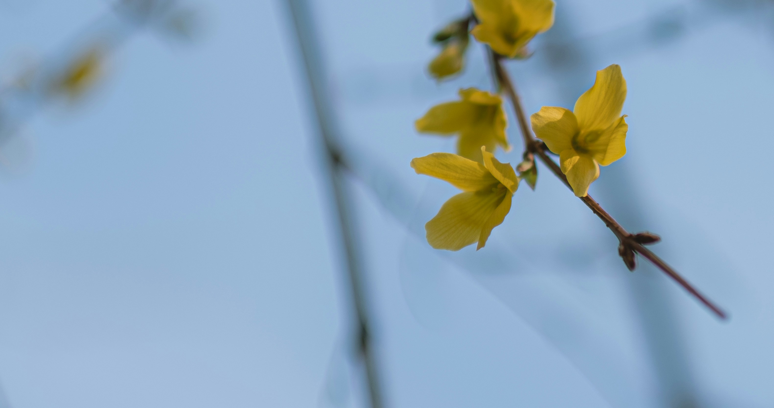 黄色い花のクローズアップ