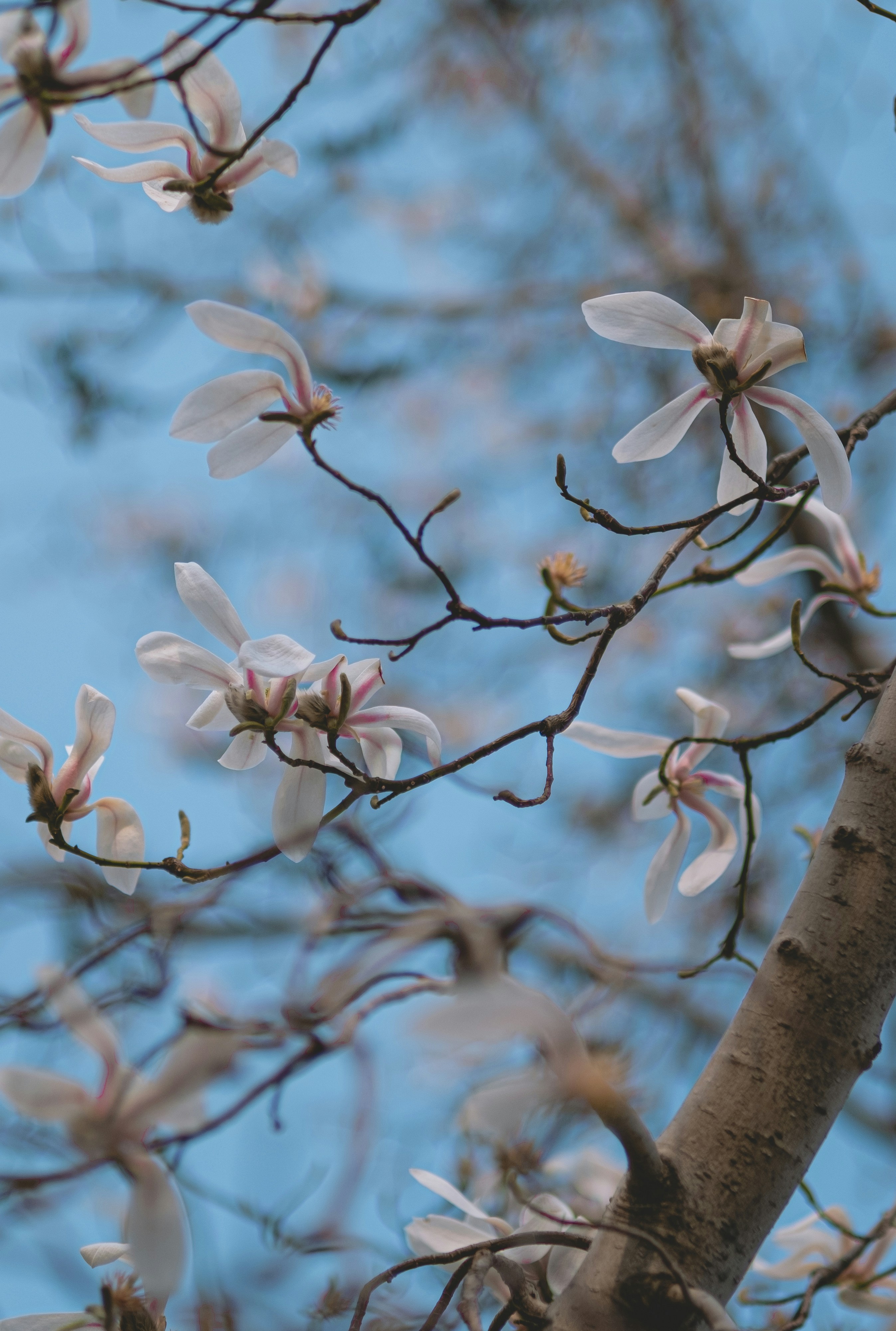 Photo by xiaomie99999