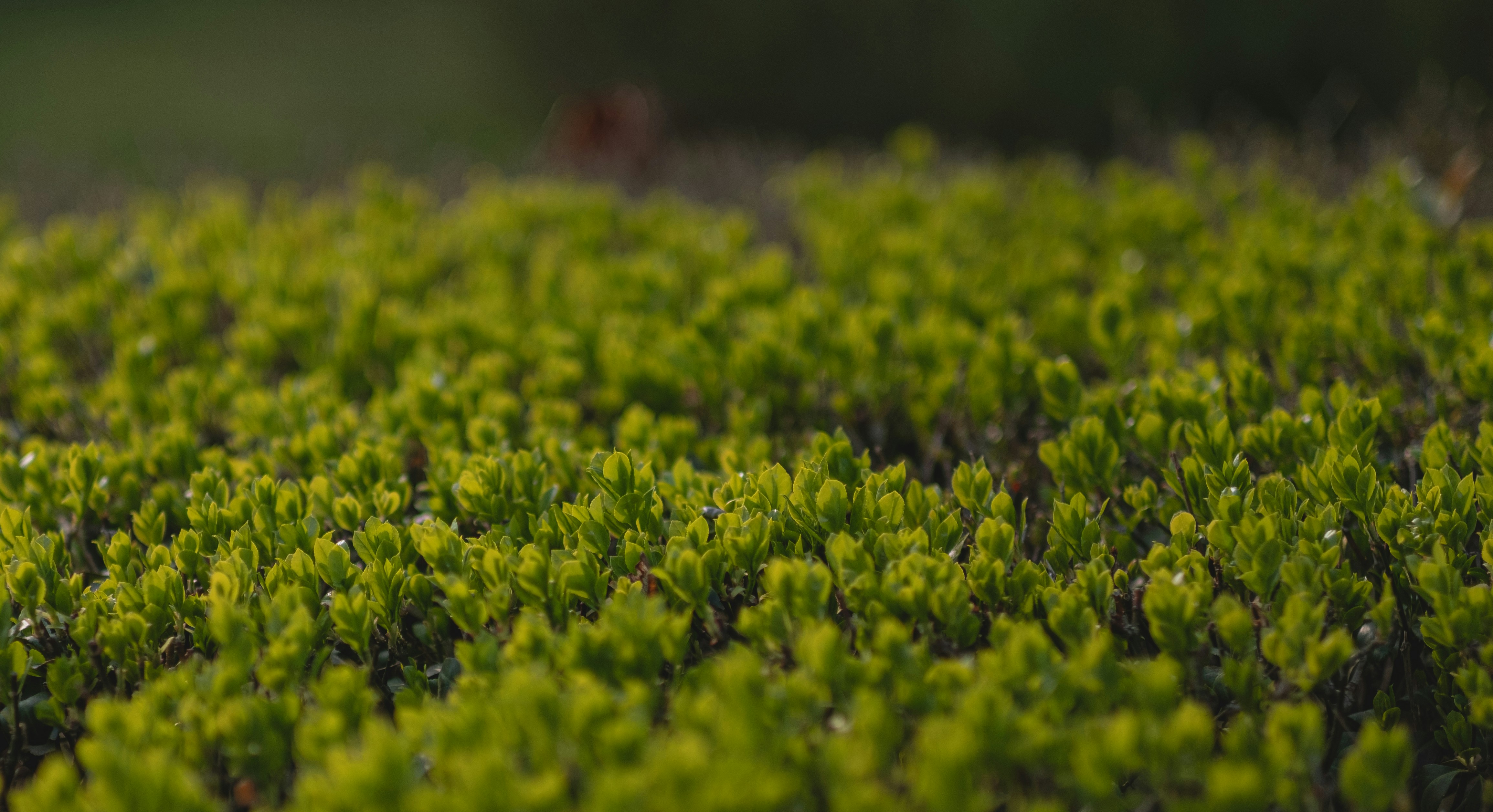 Photo by xiaomie99999