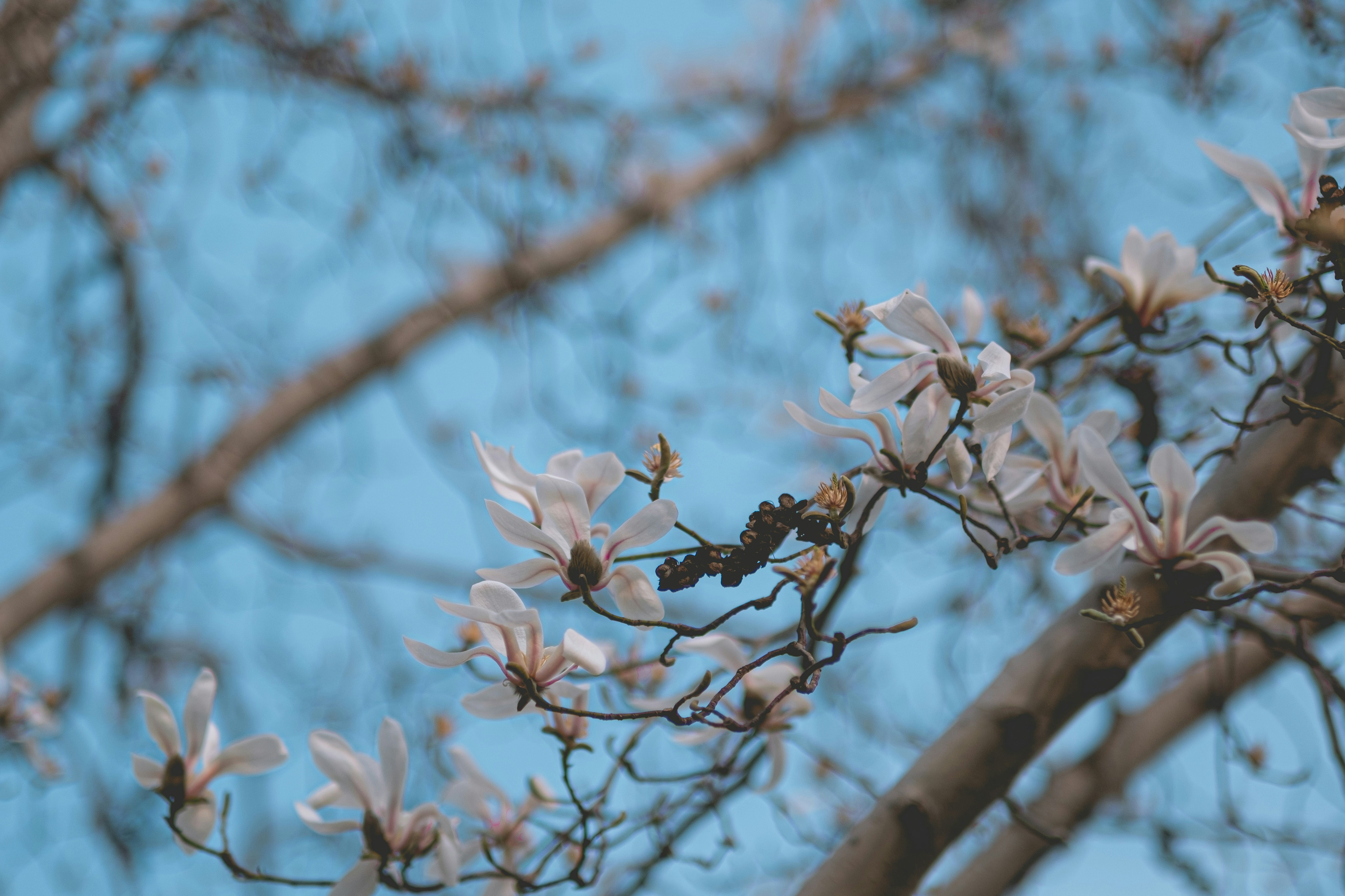 Photo by xiaomie99999