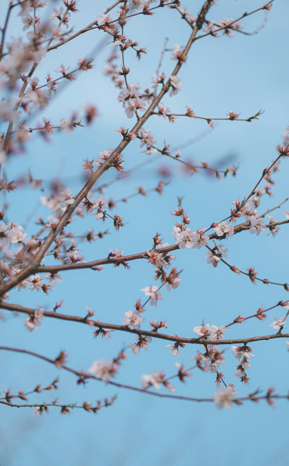 a tree with white flowers