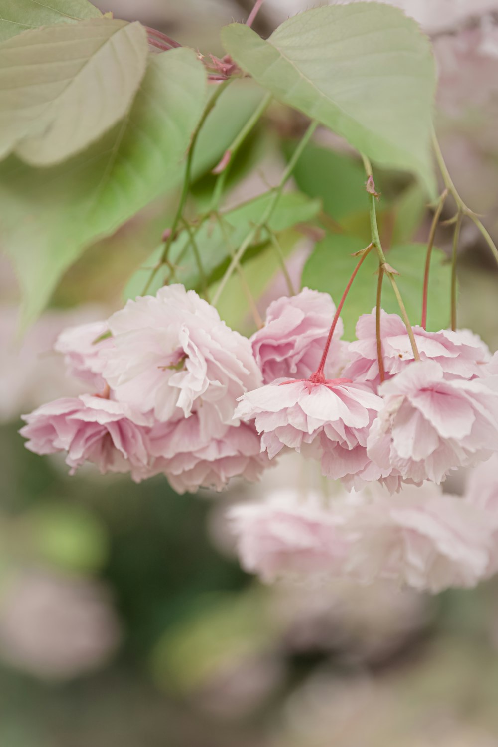 a close up of a flower