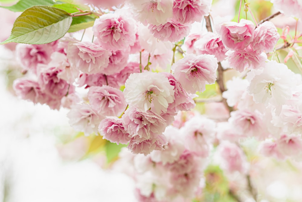 a group of pink flowers