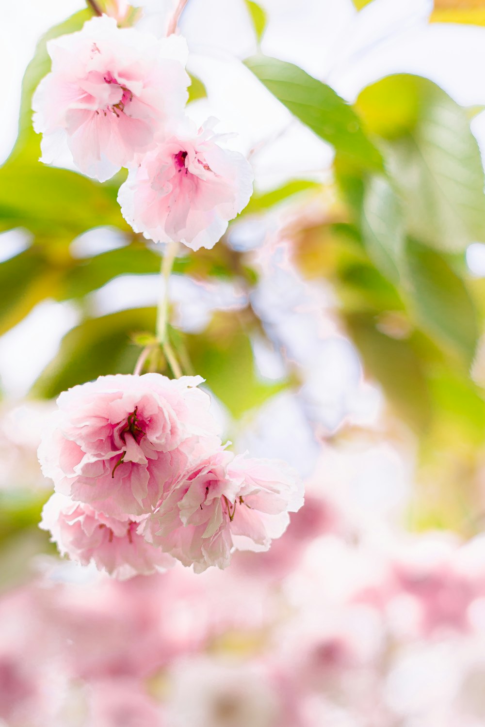 a close up of pink flowers