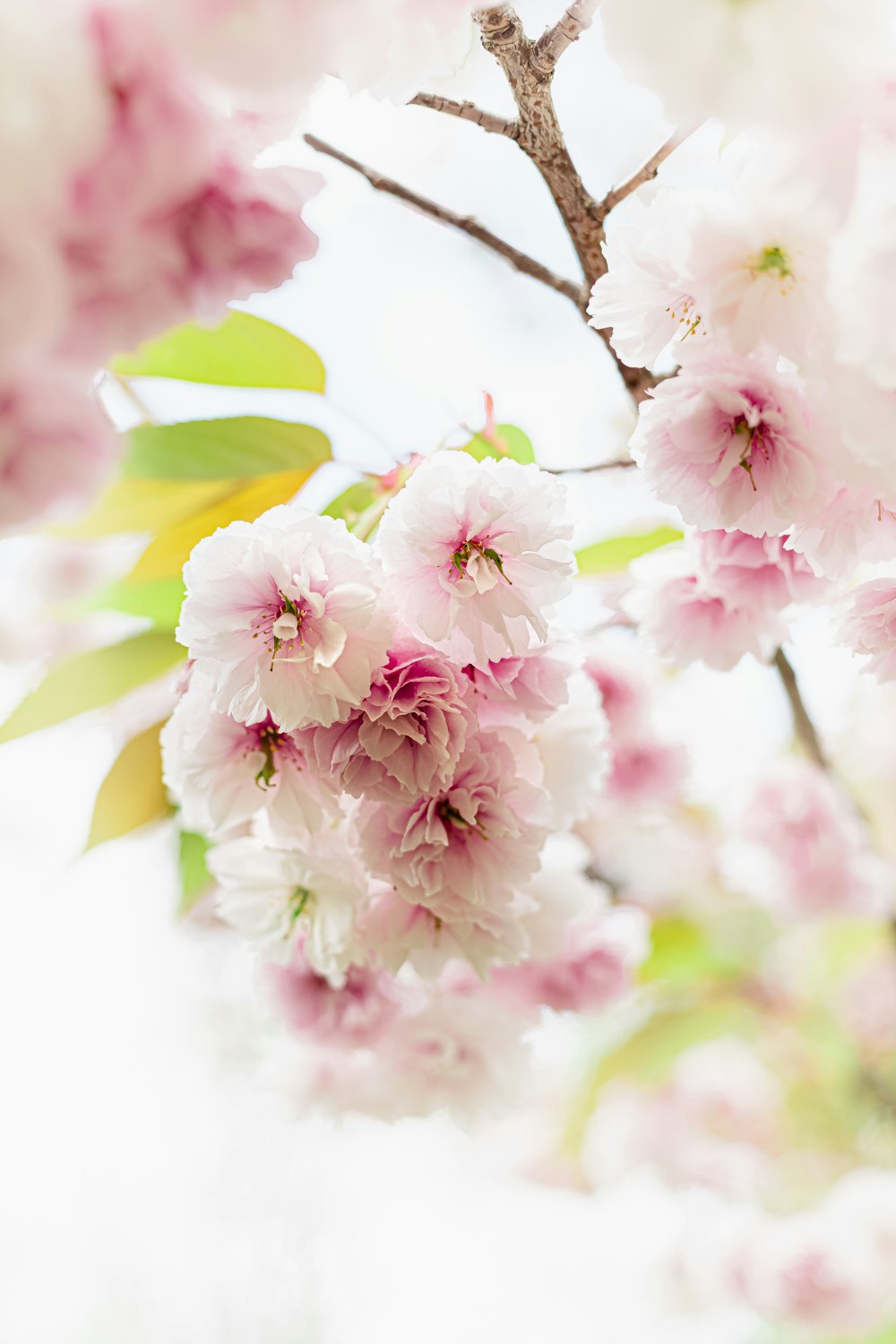 a branch with pink flowers