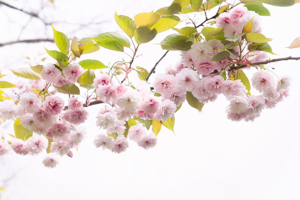 a group of pink flowers