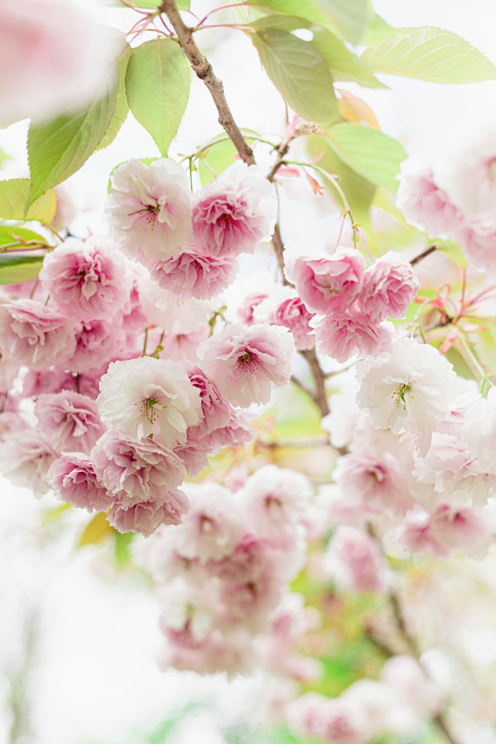 いくつかの花のクローズアップ