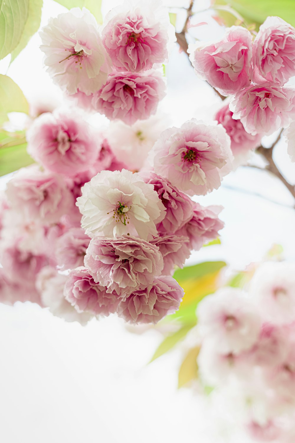 a group of pink flowers