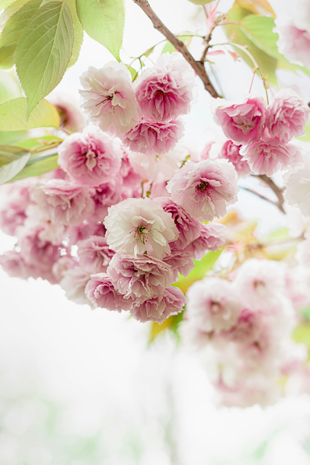 a close up of some flowers