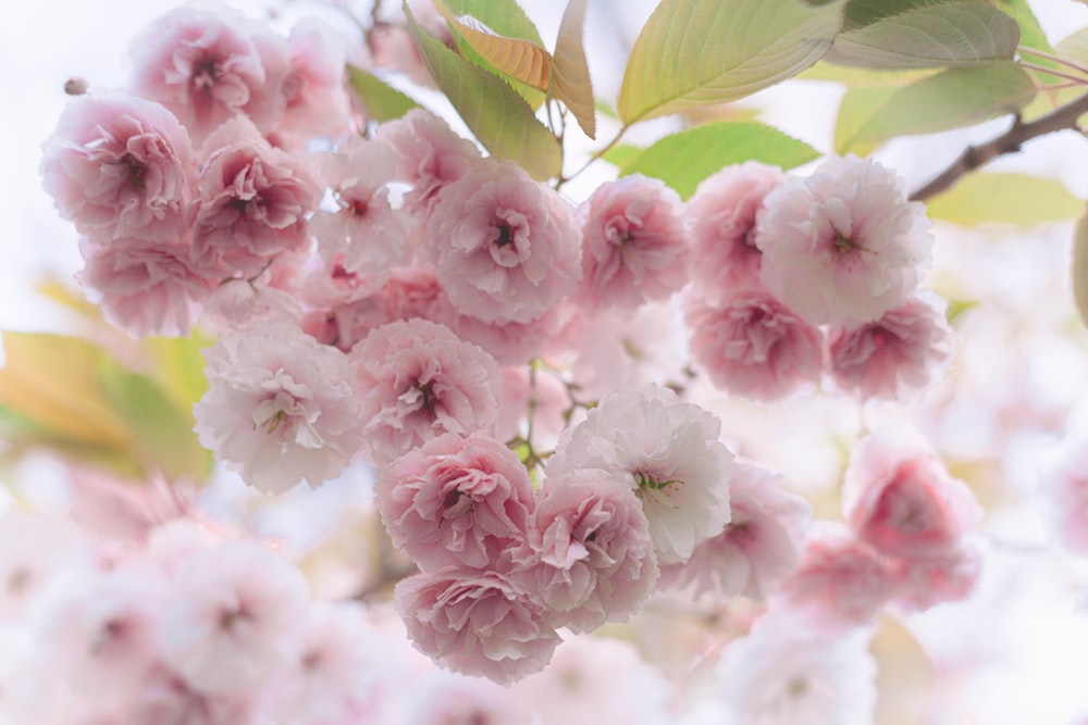 a close up of some flowers