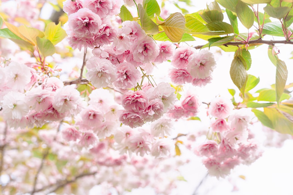 a group of pink flowers