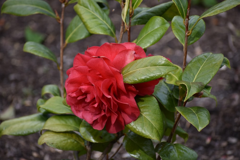 a red flower with green leaves