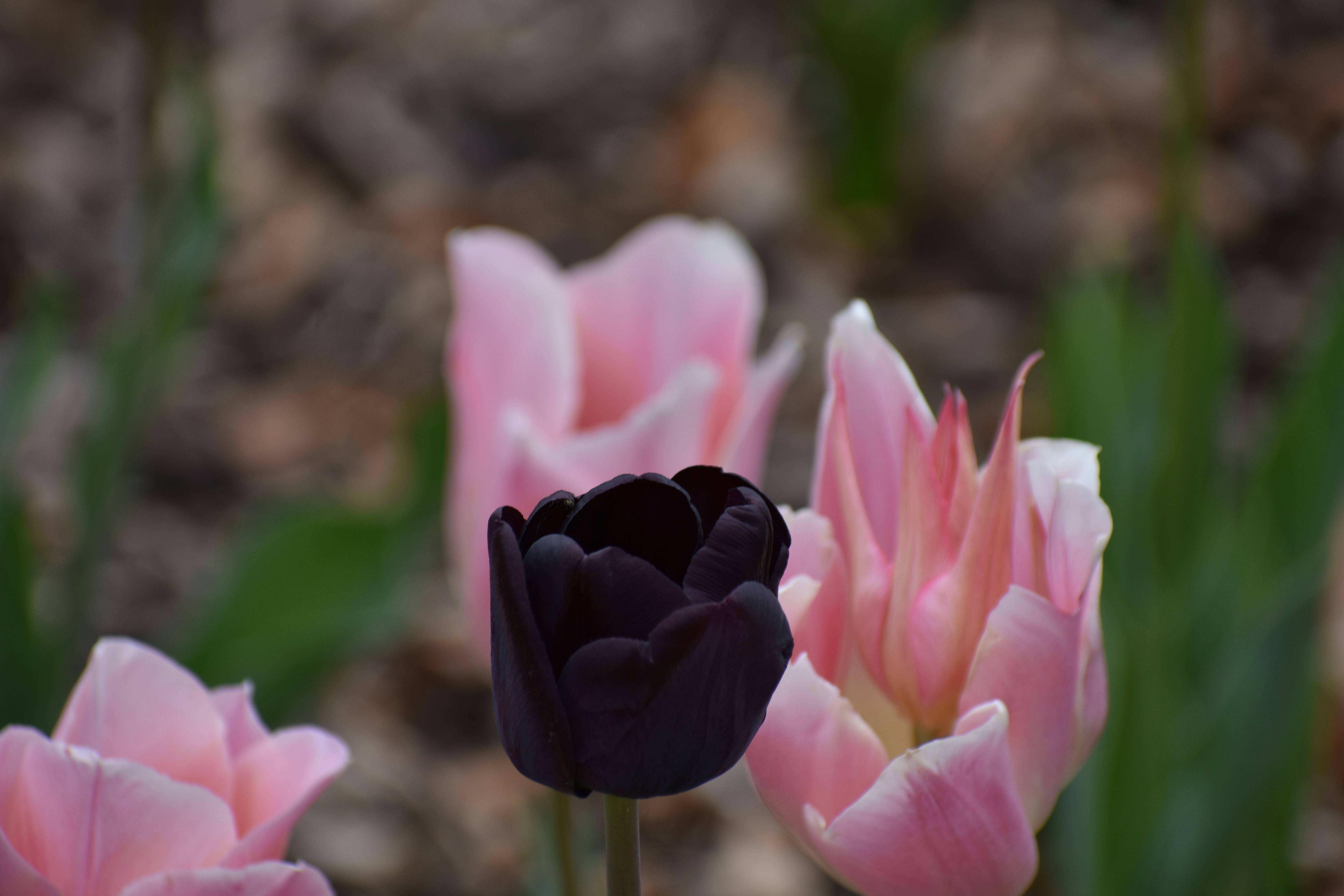 a close up of a flower