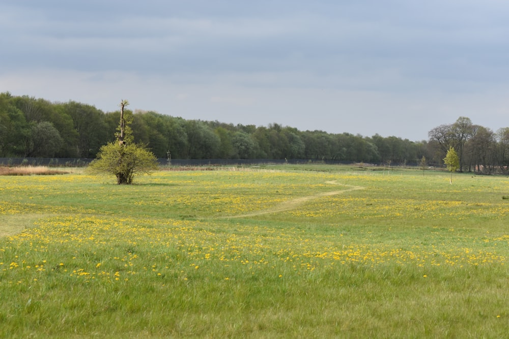 a field of flowers with trees in the background