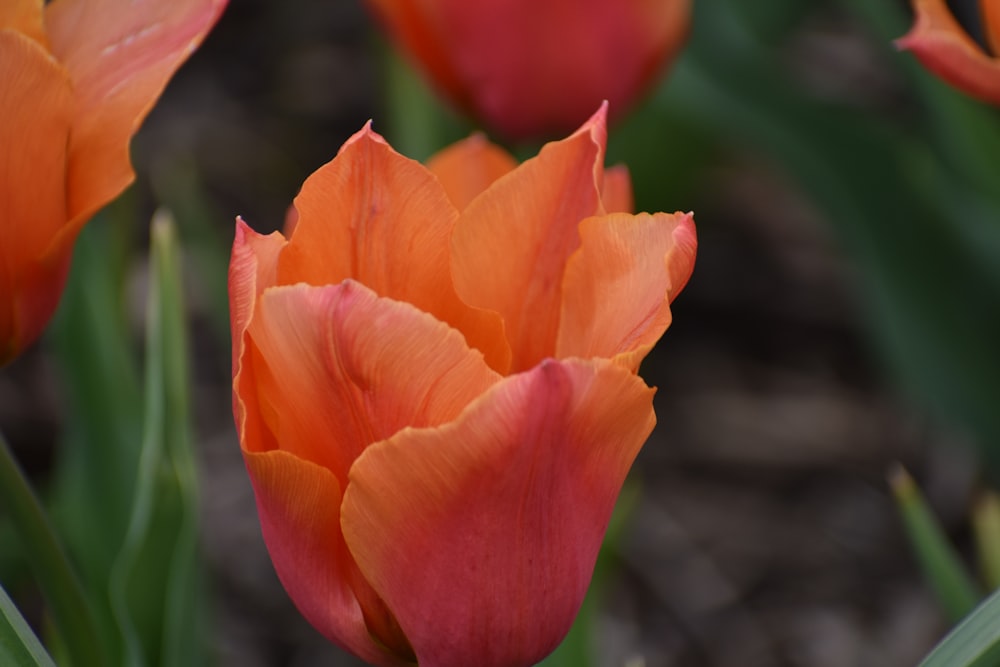 a close up of a flower