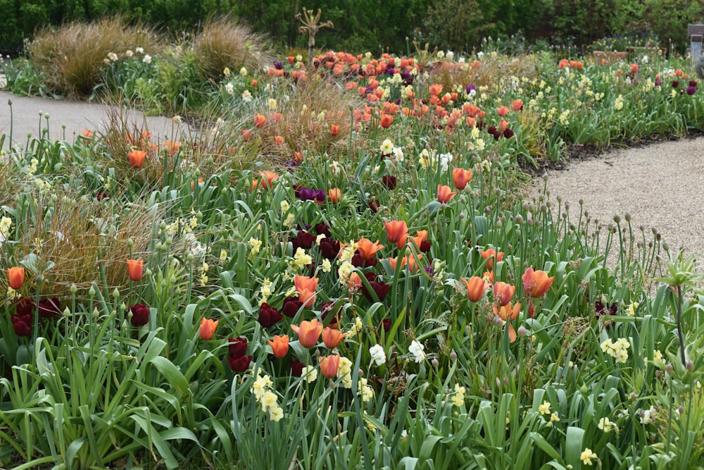 a field of flowers