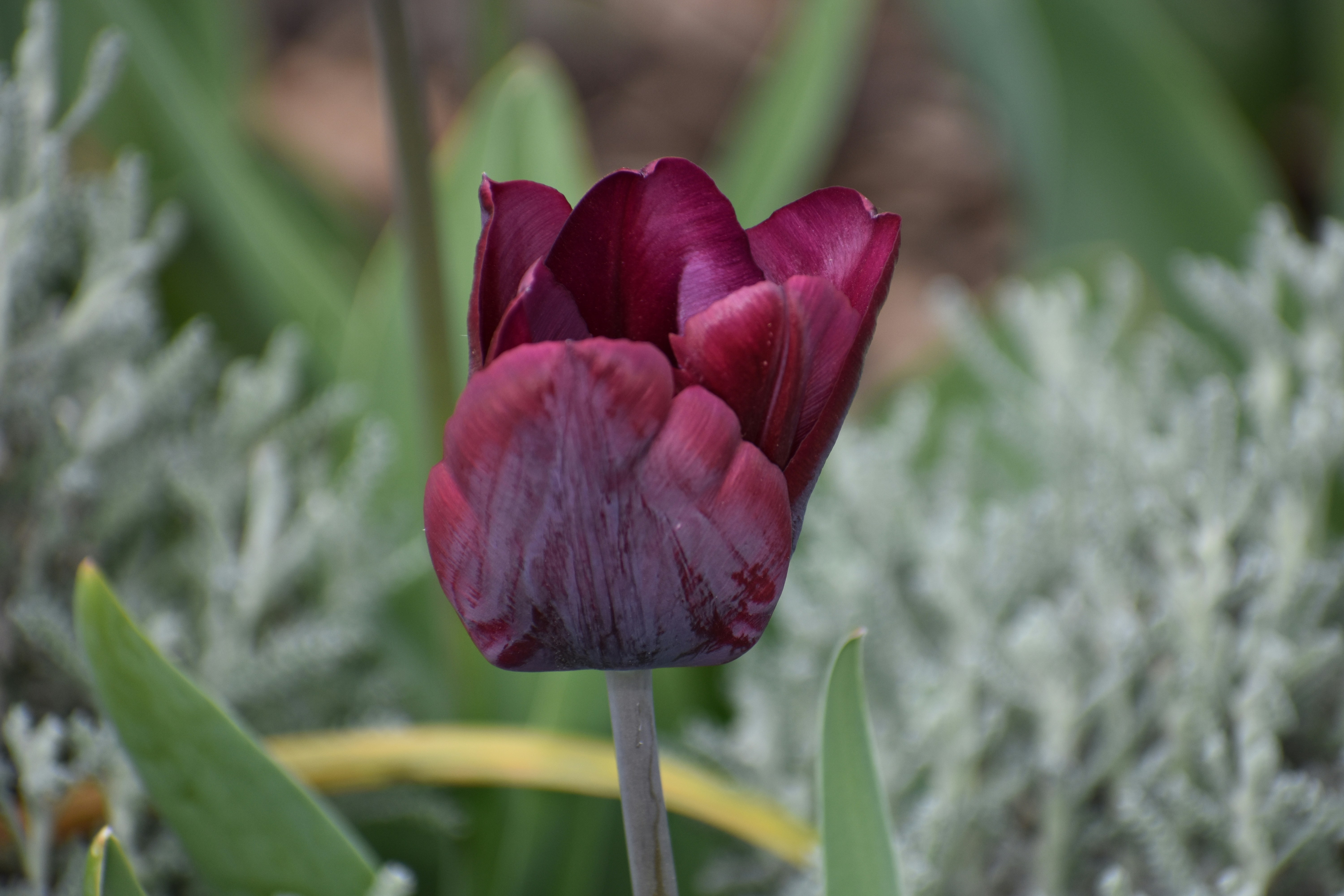 a close up of a flower