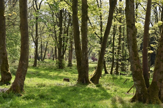 A sunlit forest with tall trees spread across a lush green woodland floor. The sunlight filters through the branches, creating dappled patterns of light and shadow on the grass. New spring leaves are visible, giving a fresh and lively appearance.