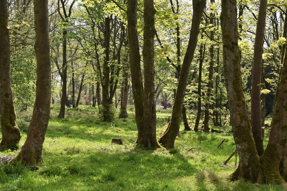 a grassy area with trees around it