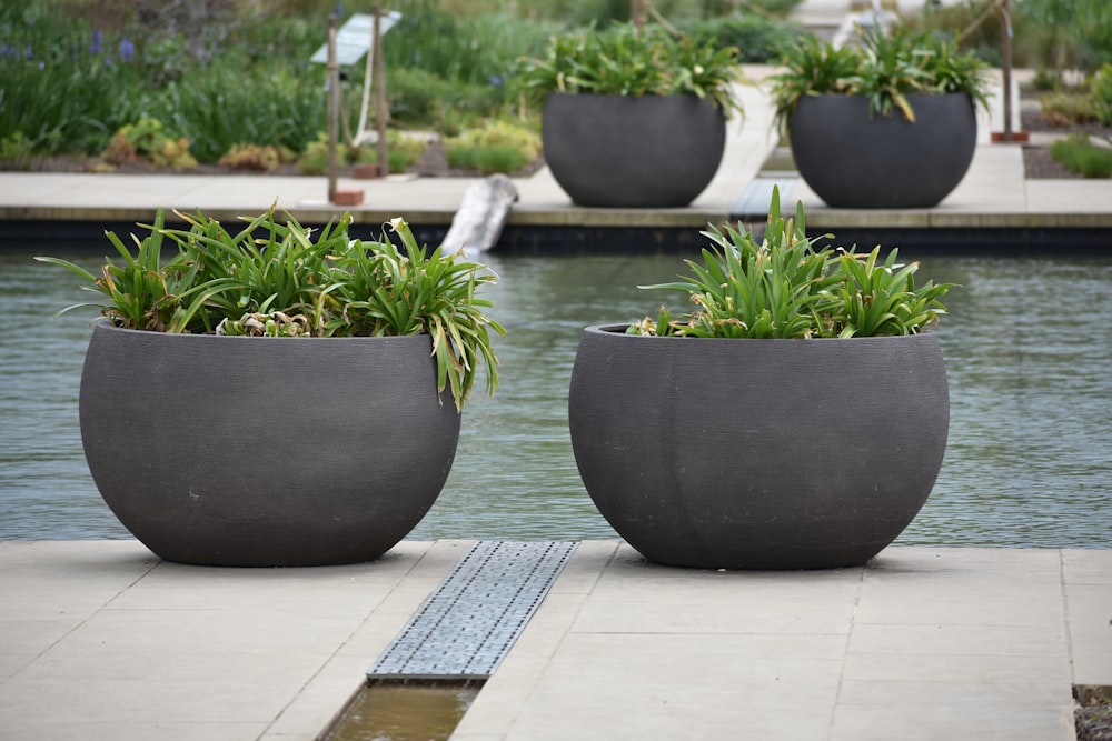 a group of potted plants on a deck by a body of water