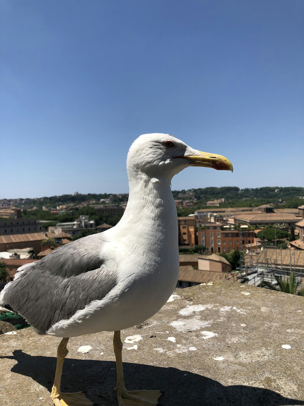 a seagull standing on a stone surface with buildings in the background