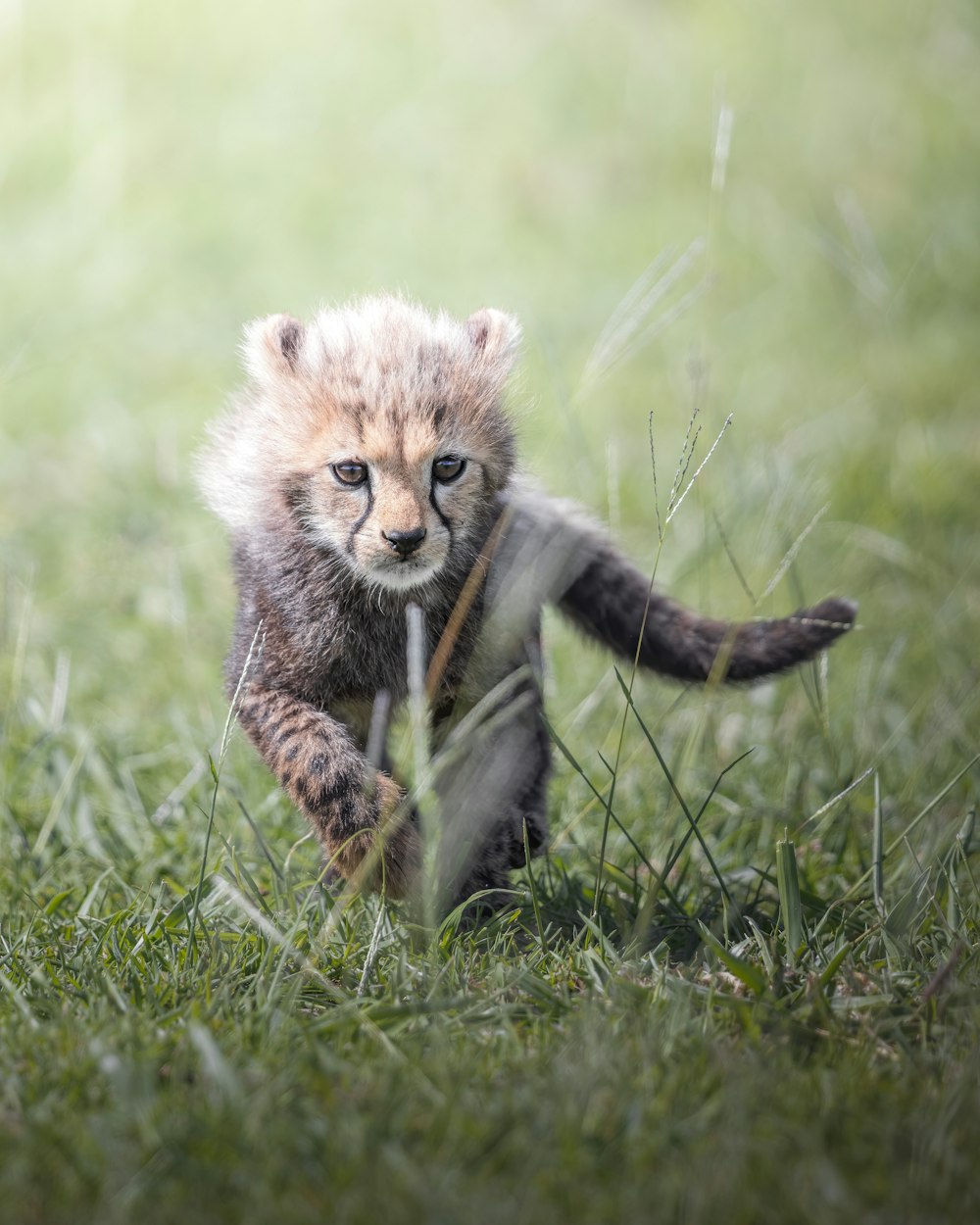 a lion cub in the grass