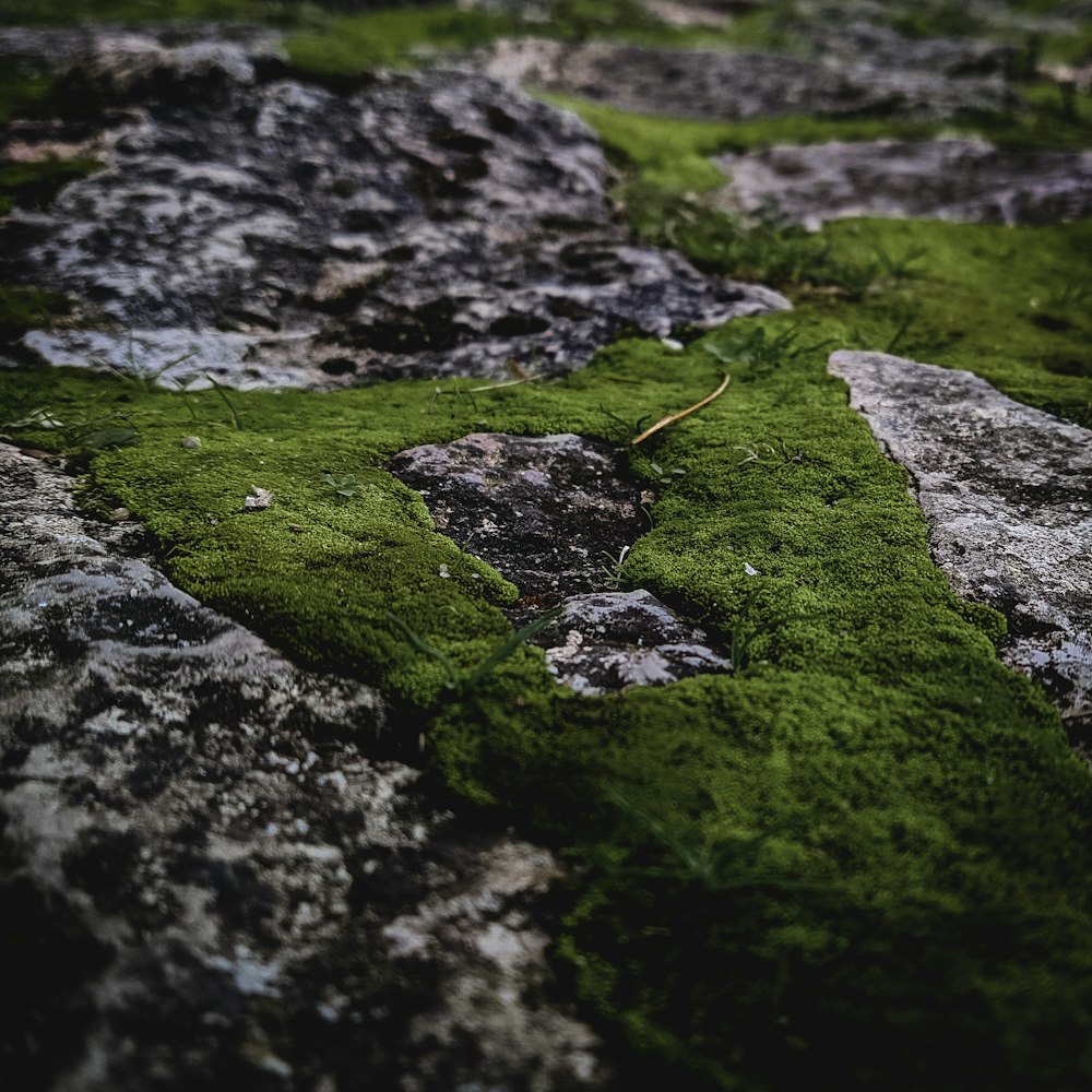 a stream of water with rocks and grass