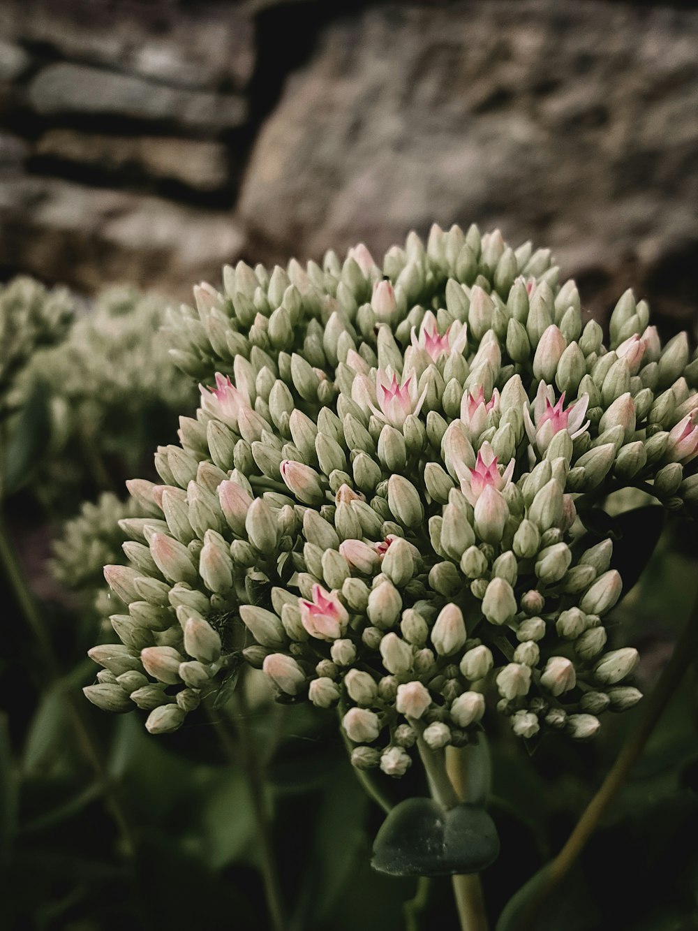 a close up of a flower