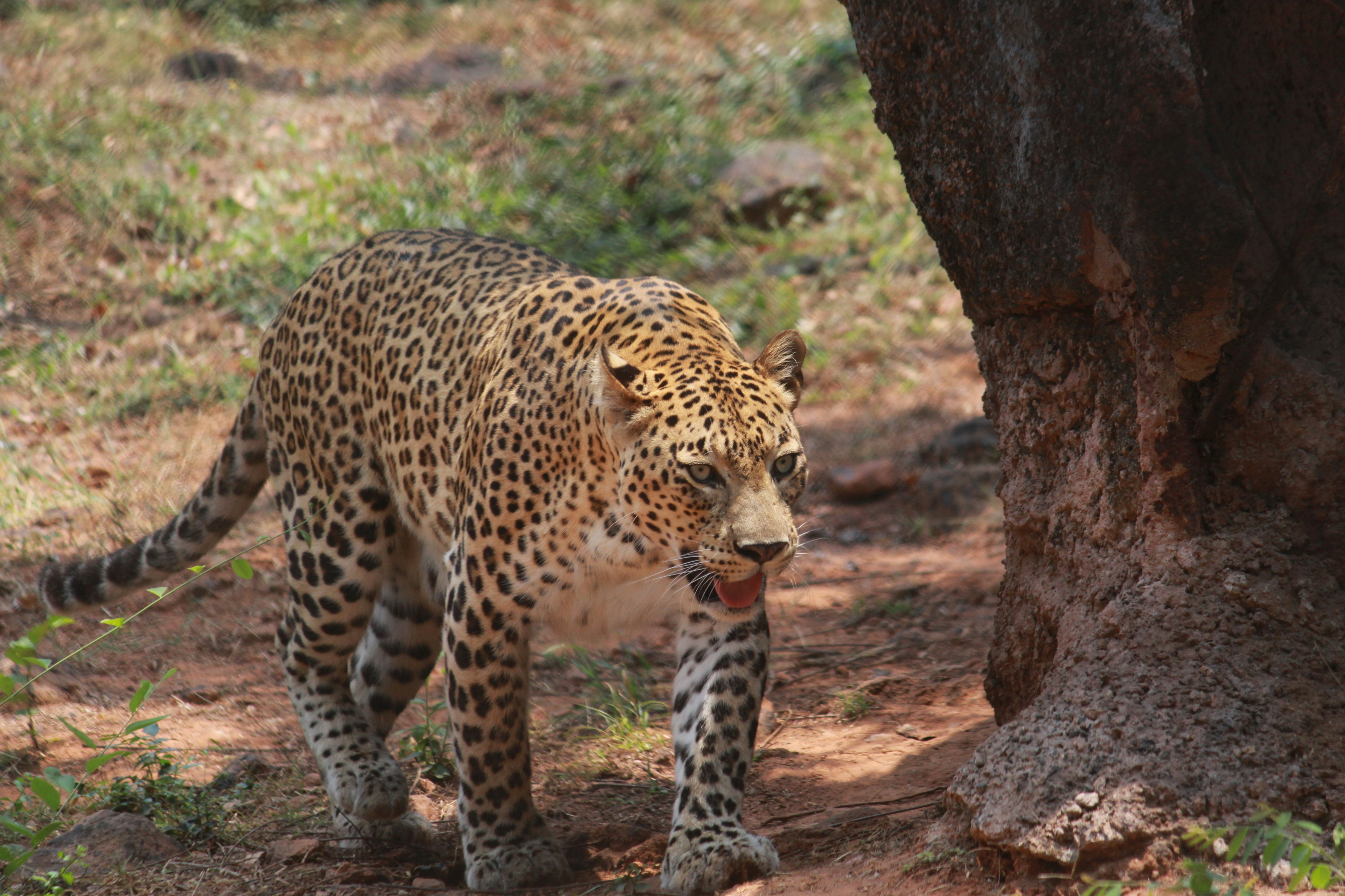 a leopard licking a tree