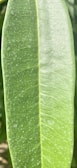 Close-up of a healthy green leaf with visible veins under natural light