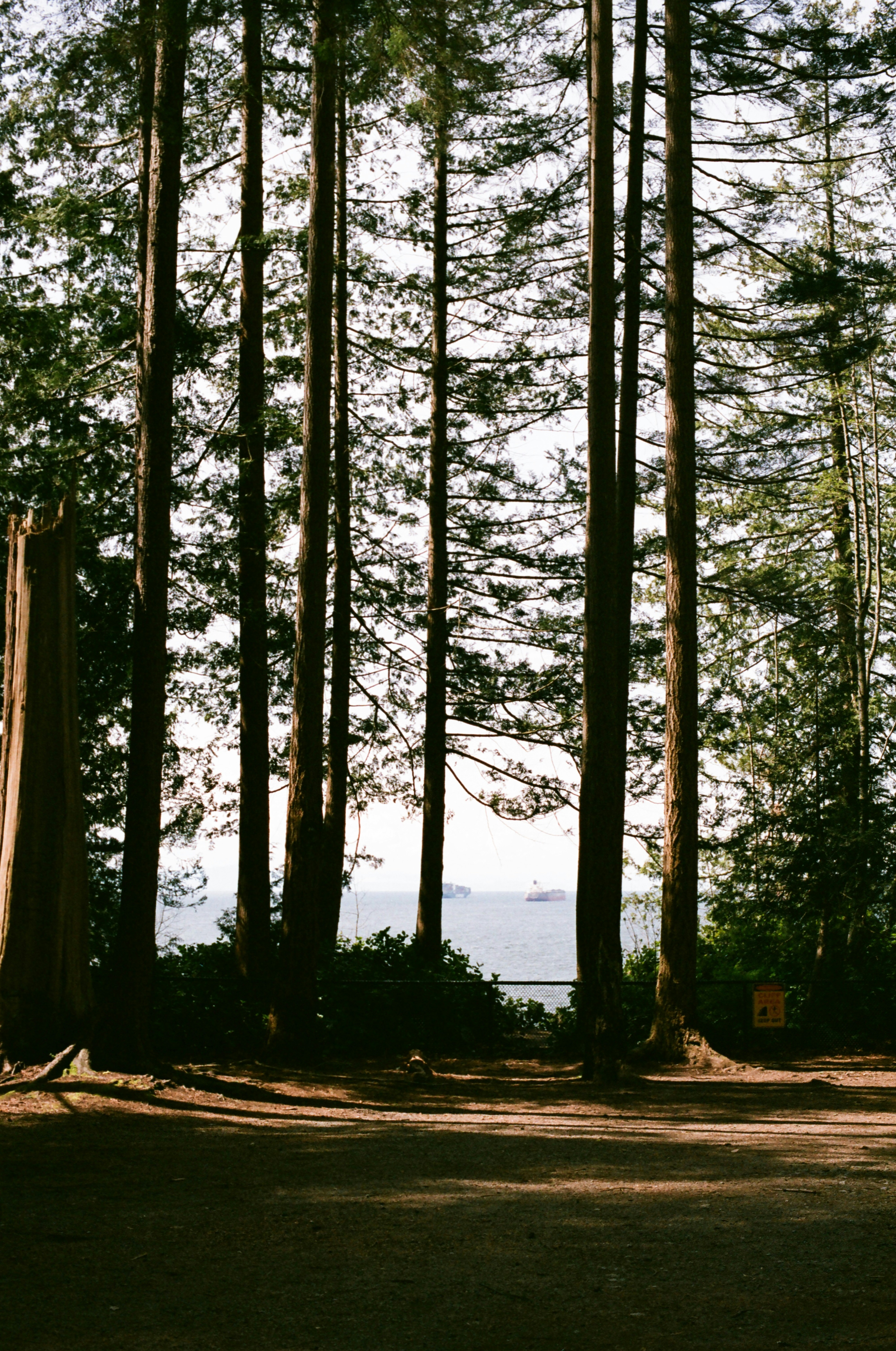 Una foresta di alberi