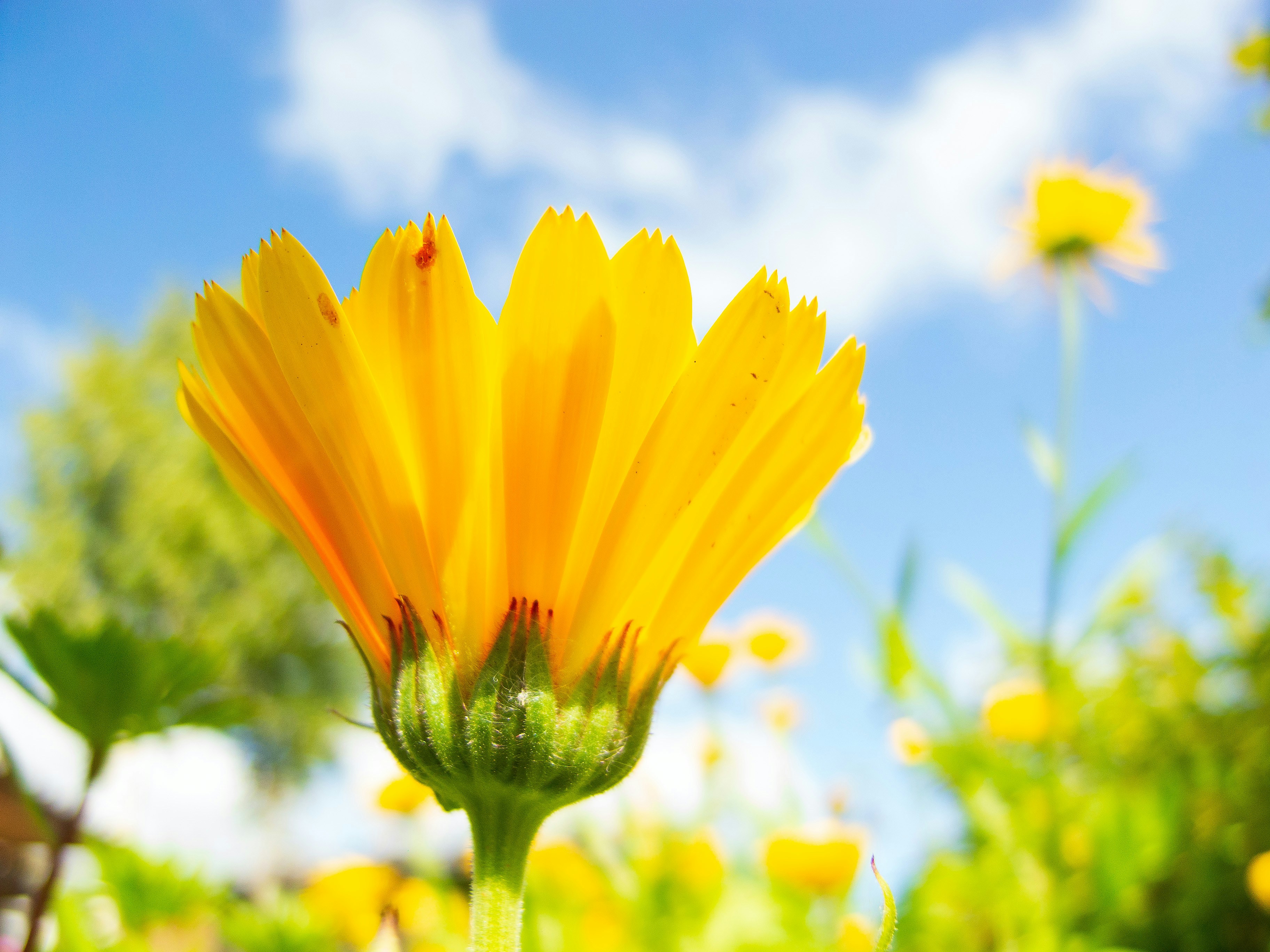 Photo by lazarevmaru