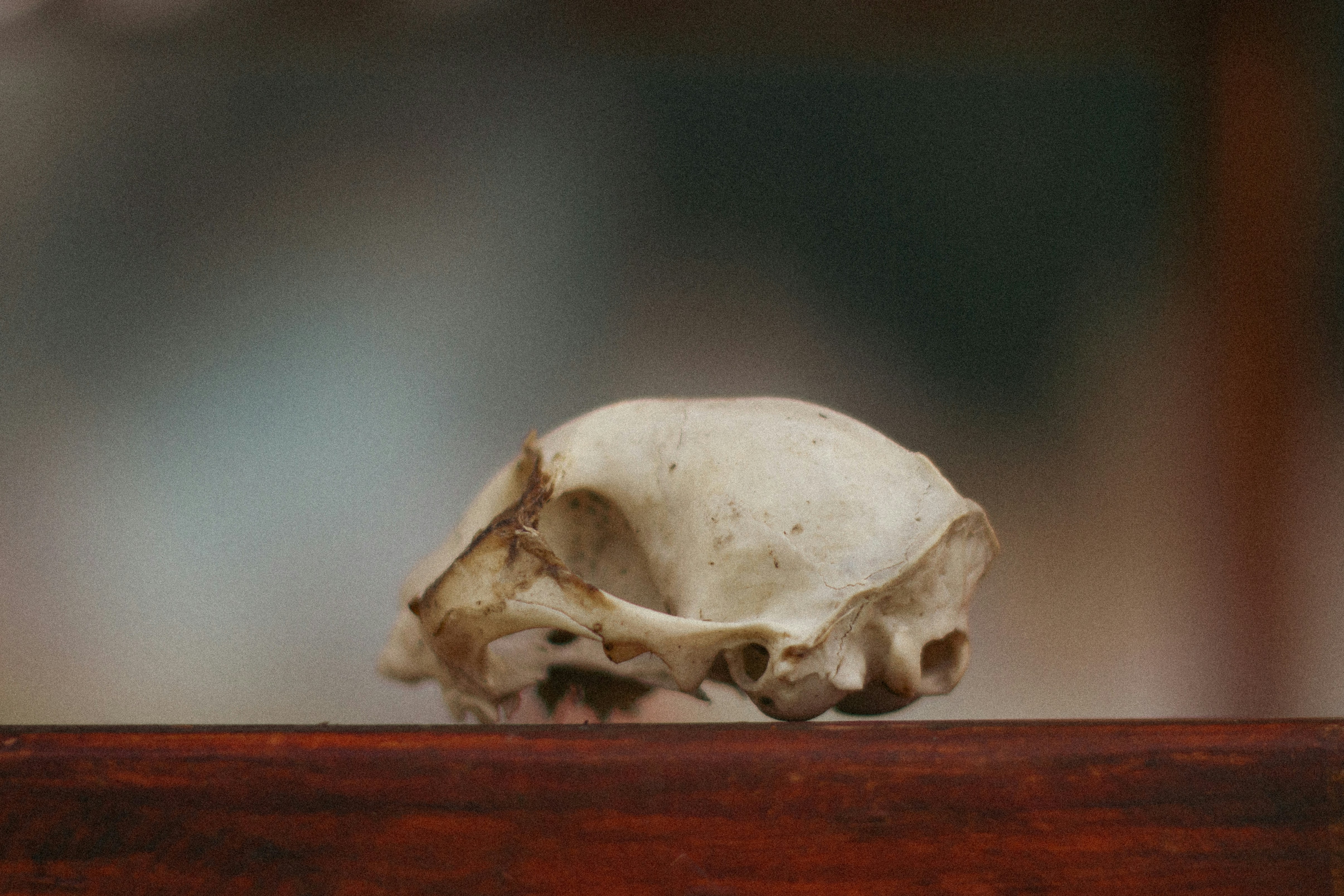 What Happened to the Tiny Humans? (image credits: unsplash)