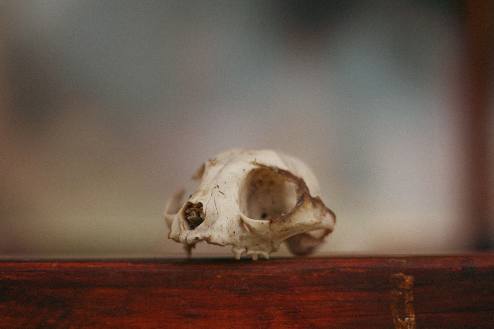 a skull on a table