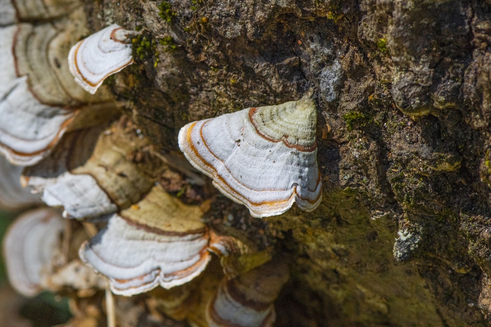 Eine Gruppe von Pilzen, die auf einem Baum wachsen