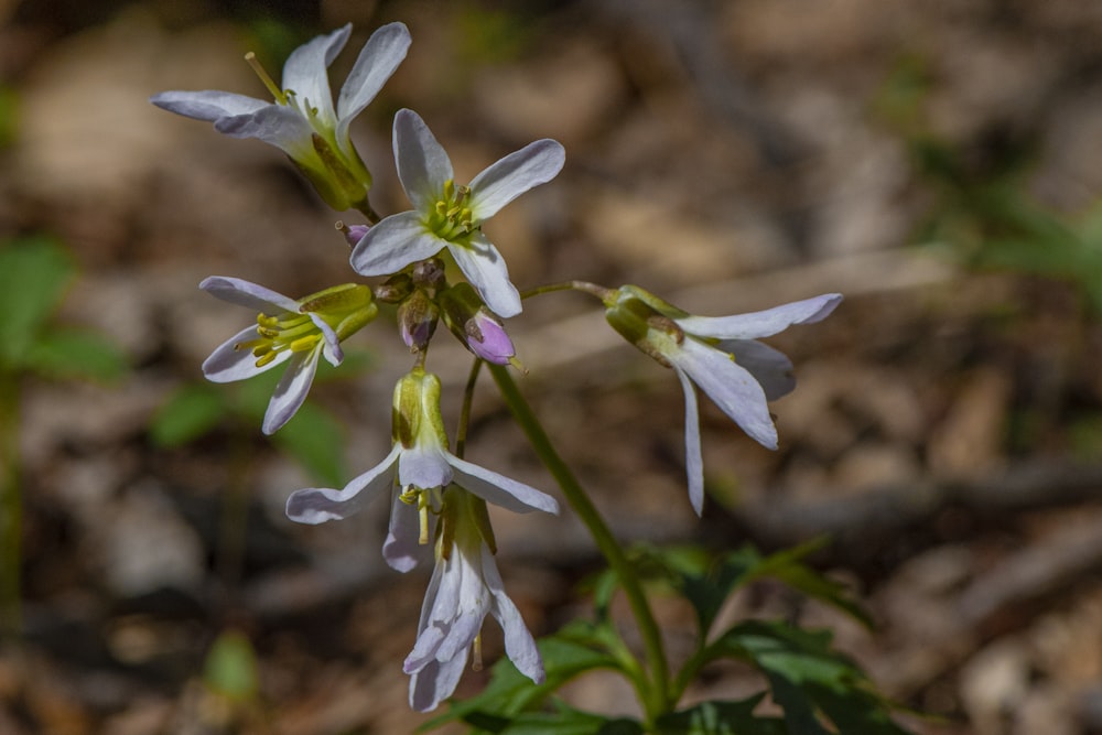 close up of a flower